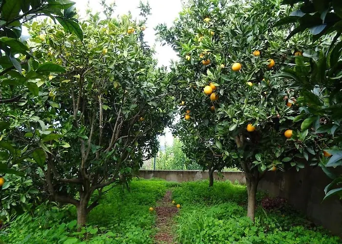فيلة Arrebol Azul *